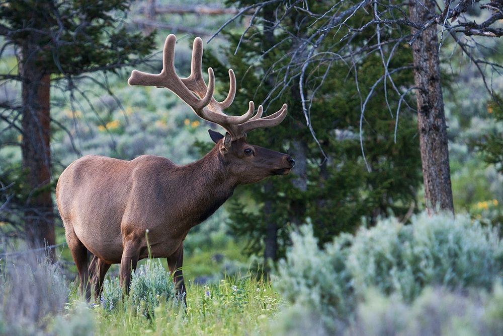 Rocky Mountain Bull Elk-Spring Velvet Antlers